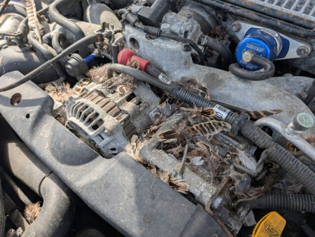 Feathers found in engine bay